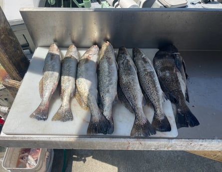 Fishing in Bolivar Peninsula, Texas