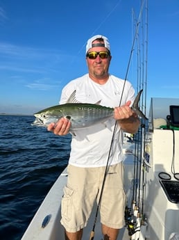 False Albacore Fishing in Beaufort, North Carolina