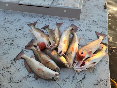 Redfish, Speckled Trout / Spotted Seatrout Fishing in Rio Hondo, Texas