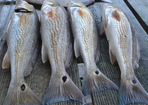 Redfish fishing in Galveston, Texas