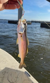 Snook fishing in Fort Lauderdale, Florida