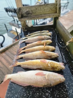 Redfish Fishing in South Padre Island, Texas