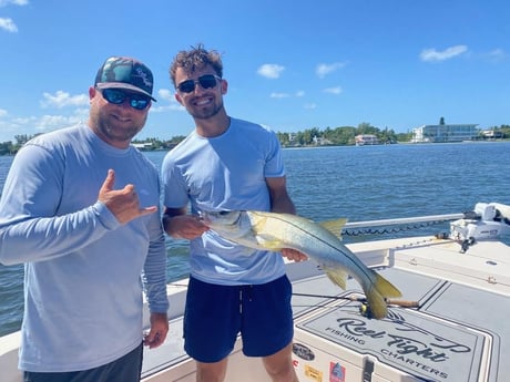 Snook fishing in Sarasota, Florida