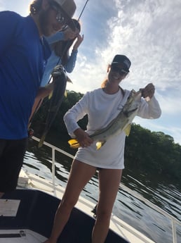 Snook fishing in St. Petersburg, Florida