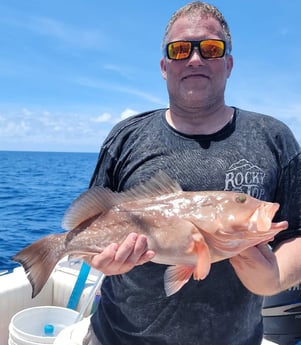 Red Grouper fishing in Clearwater, Florida