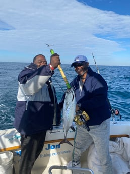 Little Tunny / False Albacore Fishing in Destin, Florida