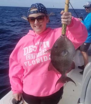 Triggerfish fishing in Destin, Florida