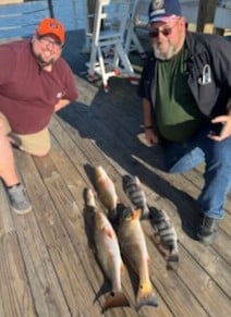 Black Drum, Redfish fishing in Orange Beach, Alabama