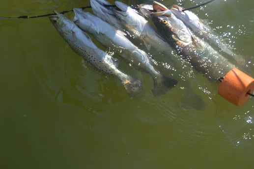 Speckled Trout / Spotted Seatrout fishing in Corpus Christi, Texas