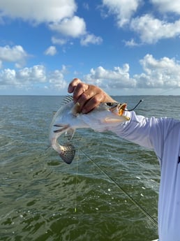 Speckled Trout / Spotted Seatrout fishing in Corpus Christi, Texas