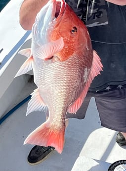 Red Snapper Fishing in Orange Beach, Alabama