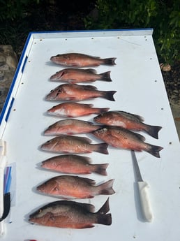 Mangrove Snapper fishing in Holmes Beach, Florida