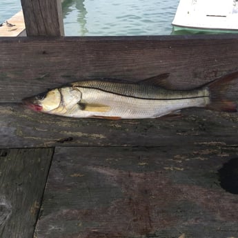 Snook fishing in South Padre Island, Texas