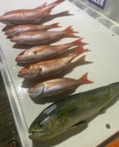 Mahi Mahi / Dorado, Red Snapper fishing in Destin, Florida