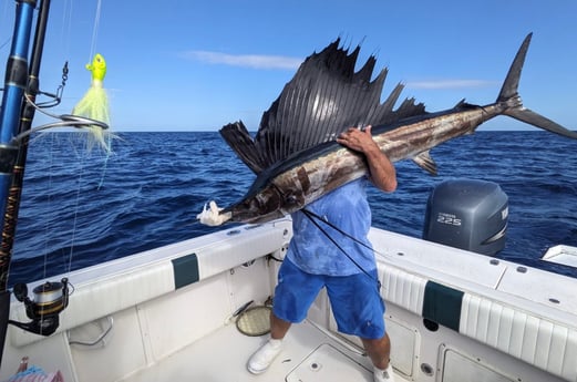 Sailfish Fishing in Marathon, Florida