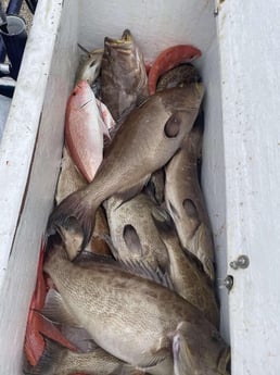 Gag Grouper, Scamp Grouper, Vermillion Snapper Fishing in Orange Beach, Alabama