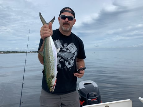 Spanish Mackerel fishing in Clearwater, Florida