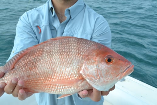 Red Snapper fishing in South Padre Island, Texas