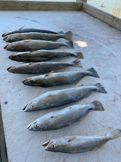 Speckled Trout Fishing in Ingleside, Texas