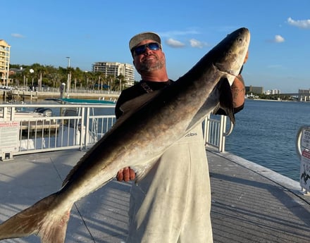 Cobia fishing in Clearwater, Florida