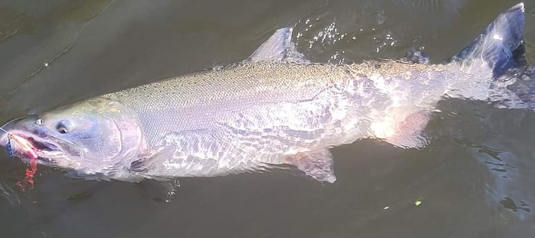 Coho Salmon Fishing in Montesano, Washington