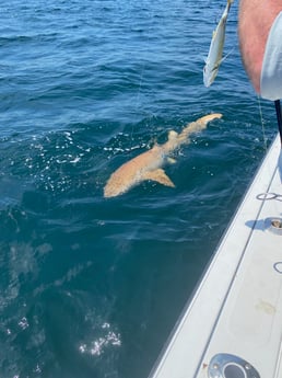 Nurse Shark Fishing in Pensacola, Florida