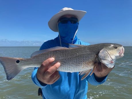 Redfish Fishing in Corpus Christi, Texas