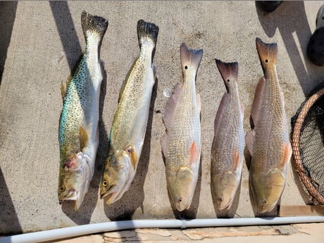 Redfish, Speckled Trout / Spotted Seatrout Fishing in Rio Hondo, Texas