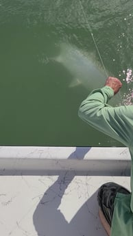 Tarpon fishing in Port O&#039;Connor, Texas