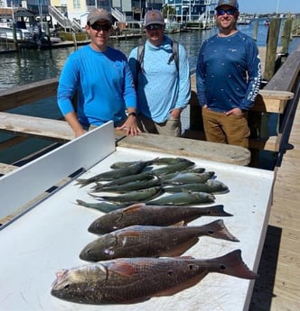 Bluefish, Redfish Fishing in Beaufort, North Carolina