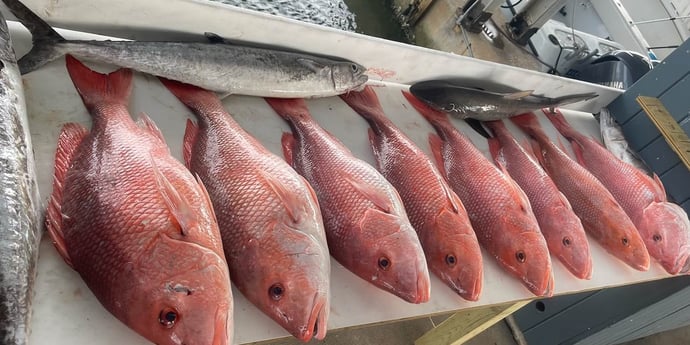 King Mackerel / Kingfish, Red Snapper fishing in Galveston, Texas