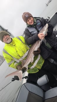 Sturgeon Fishing in Garibaldi, Oregon