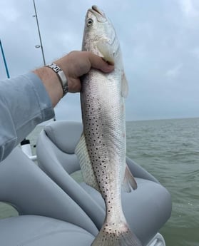 Speckled Trout Fishing in South Padre Island, Texas