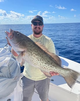 Gag Grouper fishing in Sarasota, Florida