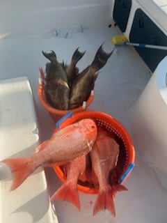 Fishing in Orange Beach, Alabama