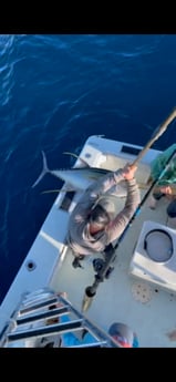 Yellowfin Tuna fishing in Galveston, Texas