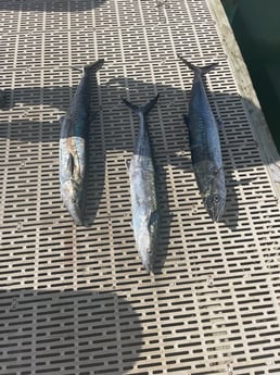 King Mackerel / Kingfish fishing in Gulf Shores, Alabama