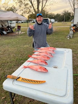 Vermillion Snapper Fishing in Gulf Shores, Alabama