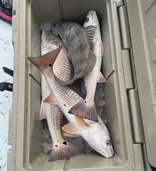 Black Drum, Redfish Fishing in Rockport, Texas