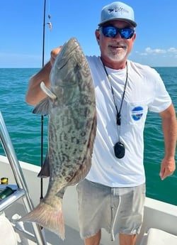 Gag Grouper fishing in St. Petersburg, Florida