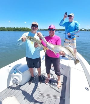 Snook fishing in Sarasota, Florida