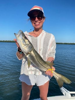 Snook fishing in St. Petersburg, Florida