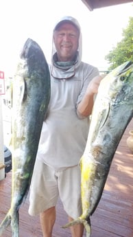 Mahi Mahi / Dorado fishing in Fort Lauderdale, Florida