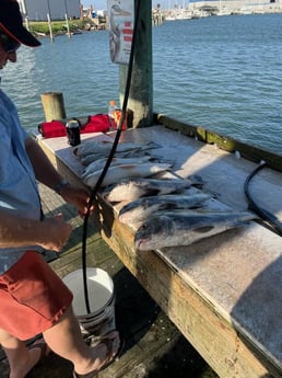 Black Drum, Redfish Fishing in Rockport, Texas