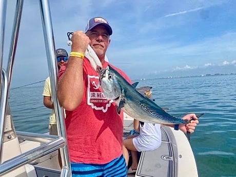 Little Tunny / False Albacore Fishing in Sarasota, Florida