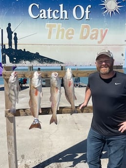 Black Drum, Redfish Fishing in Rockport, Texas