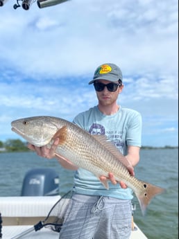 Snook fishing in Sarasota, Florida