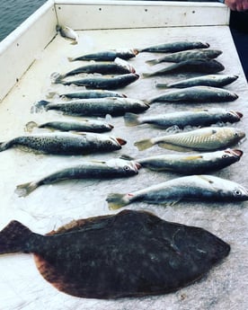 Flounder, Speckled Trout / Spotted Seatrout fishing in Surfside Beach, Texas