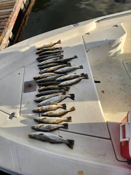 Speckled Trout Fishing in Crawfordville, Florida