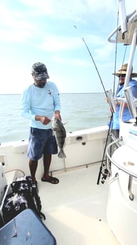 Black Drum fishing in South Padre Island, Texas